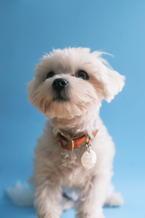 adult maltese dog in a blue background